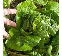 Lattuga Little Gem - 100 semi - COS Type ine Lattuga - Lactuca sativa - NPWS Seeds ONLY