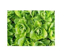 Lattuga romana fresca, puzzle da 500 pezzi per adulti - Puzzle in legno per adulti e anziani