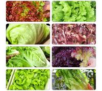 lattuga semi di selvatici perenni giardino resistenti decorazione balcone resistenti semi Letti elevati per il 200pcs