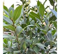 laurel semi giardino bonsái per banchi elevati di giardino resistenti per balconi decorativi laurel 30pcs