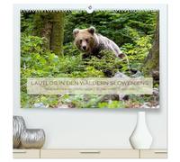 Lautlos in den Wäldern Sloweniens (hochwertiger Premium Wandkalender 2026 DIN A2 quer), Kunstdruck in Hochglanz: Braunbären im Grenzgebiet Slowenien - Kroatien
