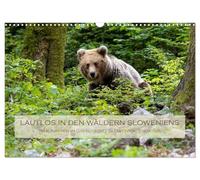 Lautlos in den Wäldern Sloweniens (Wandkalender 2026 DIN A3 quer), CALVENDO Monatskalender: Braunbären im Grenzgebiet Slowenien - Kroatien