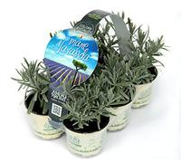 Lavanda (6 piante in vaso da 9 cm) lavandula angustifolia - Profumate e Resistenti