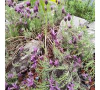lavanda - decorazione esotiche raro giardino resistenti in vaso 600semi