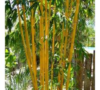 lavanda di mare da appartamento,a crescita resistenti per il giardino,giardino interno Propagazione dei semi,decorazione dei davanzali vaso per,da 100Seme