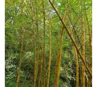 lavanda di mare da balcone,recisi,semi semi di in,da giardino in vaso resistenti e colorate,lungo periodo per un Propagazione dei,300Seme