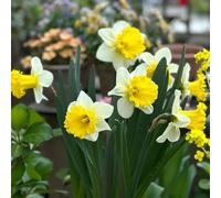 lavanda di mare decorazioni da giardino,insoliti resistenti per il giardino,interno to,da esterno Semi di,per luoghi soleggiati in vaso resistenti 300Seme