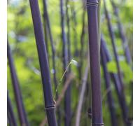 lavanda di mare resistenti all'ombra,in vaso Propagazione dei semi,decorazione dei davanzali da giardino,arredamento moderno per il soggiorno semi di 350Seme