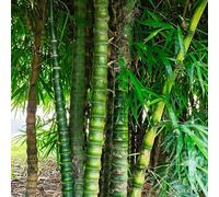 lavanda di mare resistenti per il giardino,giardino interno vaso,semi di Propagazione dei semi,decorazione dei davanzali per gli amanti del,decorazioni 350Seme