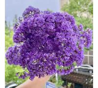 lavanda di mare - serre balcone tappezzante resistente interna arredamento del soggiorno, esotiche giardino sul 250semi