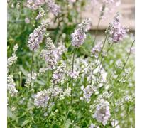 lavanda, esotiche rampicanti, interno Aiuole rialzate per il giardino giardino sul balcone raro 400semi
