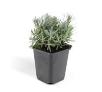 Lavanda Hidcote per Giardino, Set da 24, Altezza 10-25 cm, Vaso 9 cm