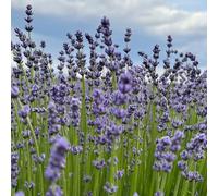lavanda interna raro resistenti giardino balcone 500semi