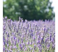 lavanda interno esotiche decorazioni giardino esterni in vaso 1000semi