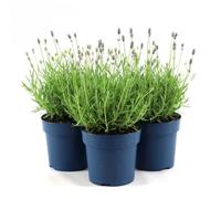 Lavanda "Lavandula angustifolia officinalis" 3 piante aromatiche in vaso ø14 cm Vivaio di Castelletto