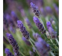 LAVANDA-SEMI (LAVANDA FRENCH STOECHAS)