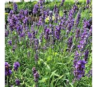 LAVANDA-SEMI (LAVANDA HIDCOTE BLUE)