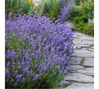 LAVANDA-SEMI (LAVANDA MUNSTEAD DWARF)
