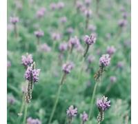 lavanda varietà antiche biologiche decorazioni giardino esterni 750semi
