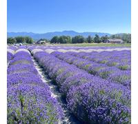 lavanda, varietà antiche biologiche in vaso balcone serre rampicanti Aiuole rialzate per il giardino interna all'aperto, 550semi