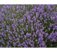 Lavanda Viola Semi 0' 2 Gr - 200 Semi Circa Lavandula Busta Chiuso