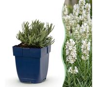 Lavandula ang. Hidcote - Lavanda - Profumata - Viola - 15-25cm - Ø11cm - Pianta da giardino