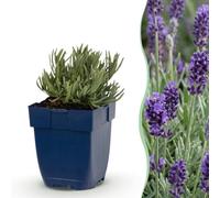 Lavandula ang. Munstead - Lavanda - Profumata - Viola - 12 piante - 15-25cm - Ø11cm - Pianta da giardino