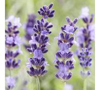 Lavandula angustifolia 'Hidcote', lavanda resistente all'inverno, 24 piante, profumata e adatta alle api, Ø 9 cm, 10-25 cm