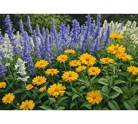 Lavender 500 Piece Jigsaw Puzzles for Adults, Colourful, Challenging & Brainteasing Adult puzzles 500 Pieces Daisies, Fun jigsaws for The Whole Family 20x15 inch