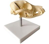 LBYLYH Cane Educativo Forma del Cranio Osso Naturale Modello Anatomico, del Cane Testa Materiale PVC degli Animali del Cranio Tassidermia Libro Tipo di Formazione Veterinaria Ossa dello Scheletro