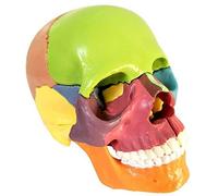 LBYLYH Cranio Modello Modello di Anatomia Umana Cranio Scomponibile Versione Didattica in 15 Parti