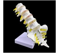 LBYLYH Educativo Modello a Cinque sezioni Lombare della Colonna vertebrale con Coda Vertebra Modello - Medico Lombare della Colonna vertebrale Modello - Scheletro Spina Dorsale del Modello,A