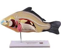 LBYLYH Labs Modello di dissezione del Pesce, Modello anatomico di Anatomia Animale di Pesce Organi Staccabili in 3 Parti, sussidio didattico Modello Animale Biologico.