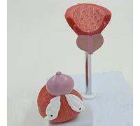 LBYLYH Modello anatomico della vescica - Modello di Anatomia dell'organo Umano Modello Anatomico Prostata - Modello Medico della vescica urinaria Anatomica