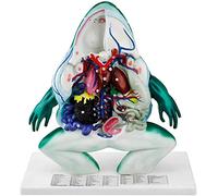 LBYLYH Modello Anatomico Dell'organo della Rana, Giocattolo di Assemblaggio di Puzzle Simulato 4D Modello Giocattolo di Puzzle di Insegnamento Animale di Biologia per Bambini dai 14 Anni,Anatom...