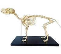LBYLYH Modello Anatomico Scheletro Cane Canino - Osso di Cane Scheletro Articolazione - per L'insegnamento di Strumenti Didattici Veterinari