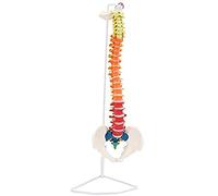 LBYLYH Modello anatomico Umano Colore Colonna della Colonna della Colonna della Colonna della Colonna 80 cm Modello di Colonna di insegnamento Flessibile