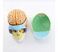 LBYLYH Modello del Cranio Umano con Cervello, Modello di Skull del Cranio di Testa colorato a Forma di Vita e Modello cerebrale di 8 Pezzi, per lezioni mediche Che imparano Lo Strumento educativo