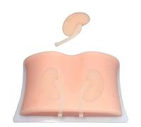 LBYLYH Modello di puntura renale Modello di didattica Modello di insegnamento B Inferiore Biopsia renale ultrasonica sotto la biopsia renale ad ultrasuoni per Modello