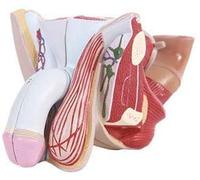 LBYLYH Penis Human Penis Organ Anatomically Medical Model Scienza Naturalmente Dimensione della Vita 4