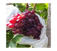 LCUVIMPEX Sacchetti per la Protezione della Frutta, Sacchetti in Rete for Frutta e Verdura 18x20 cm Confezione da 50