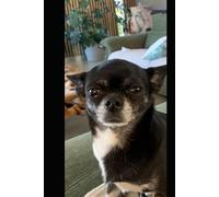 Le chihuahua 2025 .Petit chien, grande personnalité: Le guide bienveillant et complet pour vivre avec un mini compagnon au grand cœur