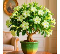 Le cipolle di rosa del deserto abbelliscono il tuo giardino.-1cipolla-V con le loro forme eleganti