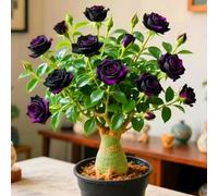 Le cipolle di rosa del deserto abbelliscono il vostro giardino con le loro forme eleganti