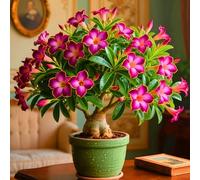 Le cipolle di rosa del deserto abbelliscono il vostro giardino con le loro forme eleganti