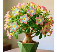 Le cipolle di rosa del deserto abbelliscono il vostro giardino con le loro forme eleganti