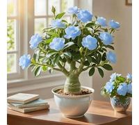 Le cipolle di rosa del deserto abbelliscono la vostra casa e sono facili da pulire