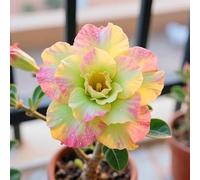 Le cipolle di rosa del deserto abbelliscono la vostra casa e sono facili da pulire