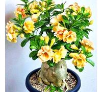 Le cipolle di rosa del deserto conferiscono al tuo giardino uno stile unico in ogni stagione