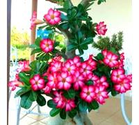 Le cipolle di rosa del deserto conferiscono al tuo giardino uno stile unico in ogni stagione